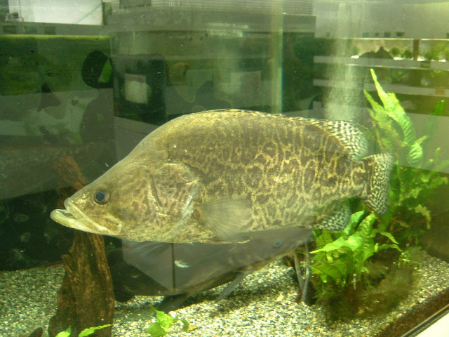 (Percichthys) Род ПЕРЦИХТЫ 5 видов